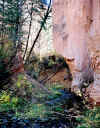 Frijoles Canyon stream 2.jpg (1015570 bytes)