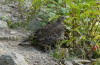 Ptarmigan