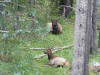 Elk