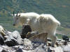 Mountain goat