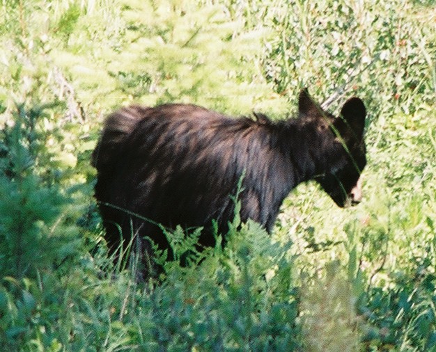 glacier national park canada climate. The temperature was down,