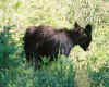 Black bear Bear at Waterton