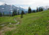 Highline Trail Meadows d.JPG (377701 bytes)
