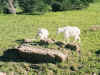 Young goats playing, Highline Trail