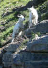 Young goats playing, Highline Trail