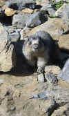 Hoary marmot Hoary marmot