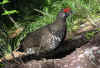 Spruce grouse on trail to Iceberg Lake Spruce Grouse, Trail to Iceberg Lake