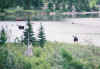 Moose Moose in the Many Glacier area
