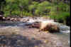 Bright Angel Creek Bright Angel Creek